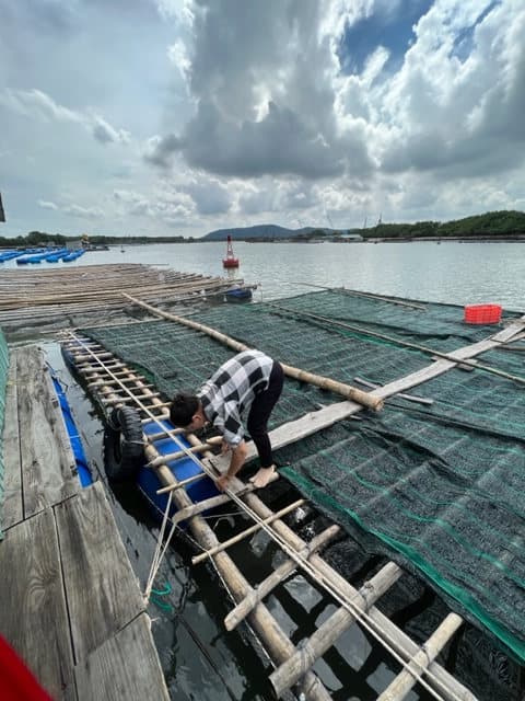 A person bends over a bamboo-and-net oyster cultivation platform on the water at Vũng Tàu, under a cloudy sky.
