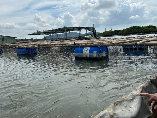 Bamboo oyster-farming structures floating on blue plastic barrels in a calm bay at Vũng Tàu.