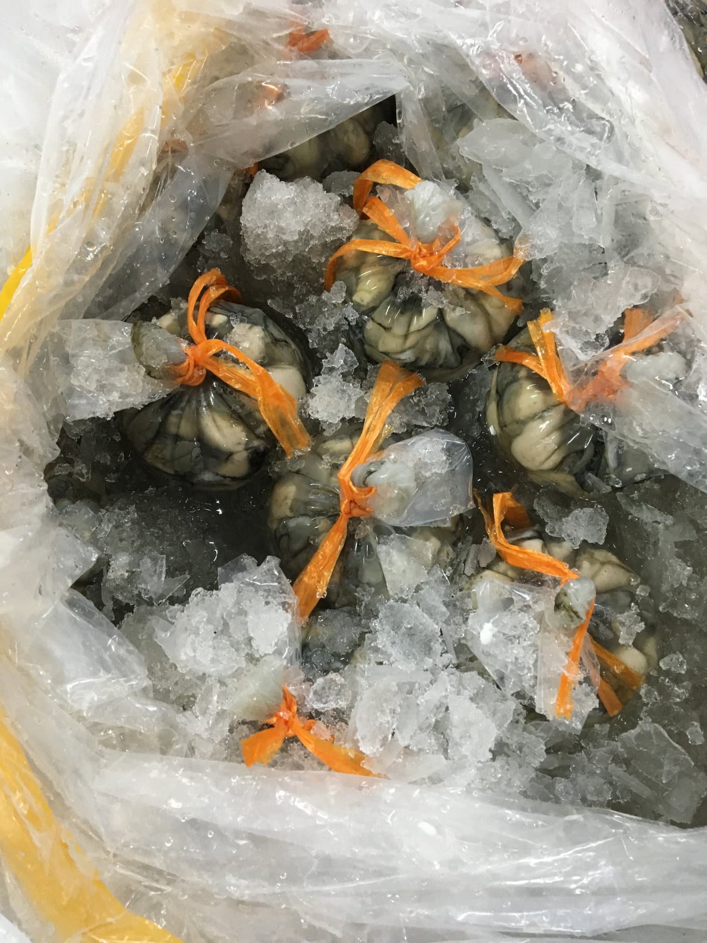 Oyster samples tied with orange string and packed in crushed ice inside a plastic bag.