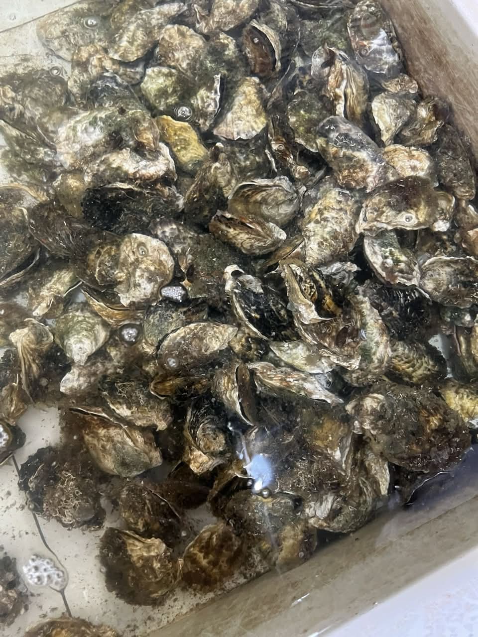 A container filled with freshly collected oysters in their shells.