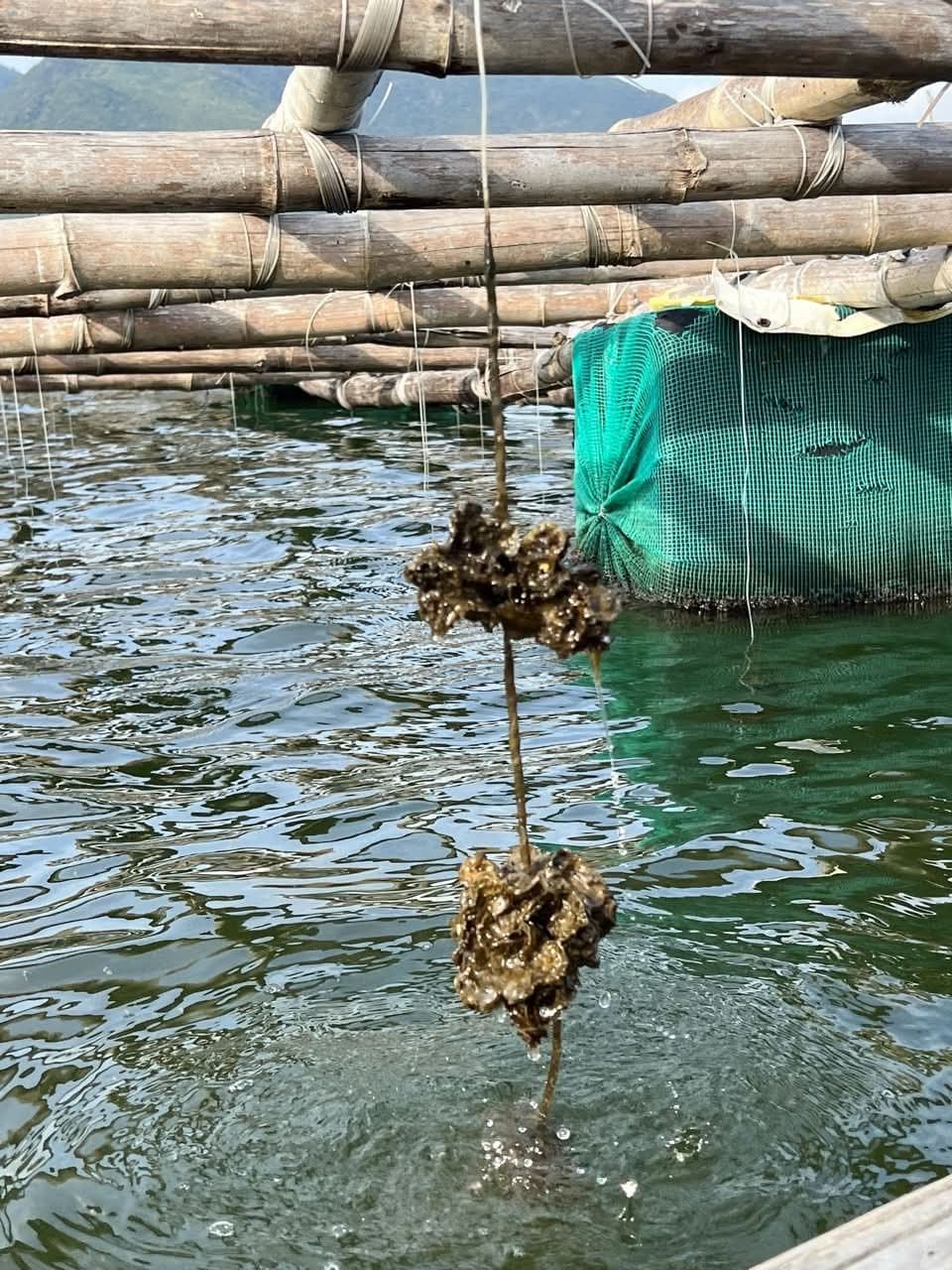 Clusters of oysters hanging from a cultivation line beneath a bamboo raft, partly submerged in green water.